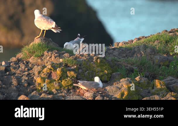 Seagull nest on coastal rocks shelters young chicks beside calm sea at ...