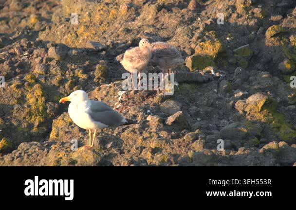 Seagull nest on coastal rocks shelters young chicks beside calm sea at ...