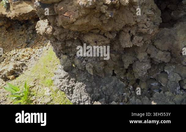 Basalt lava plain with porous volcanic rocks and sparse vegetation ...