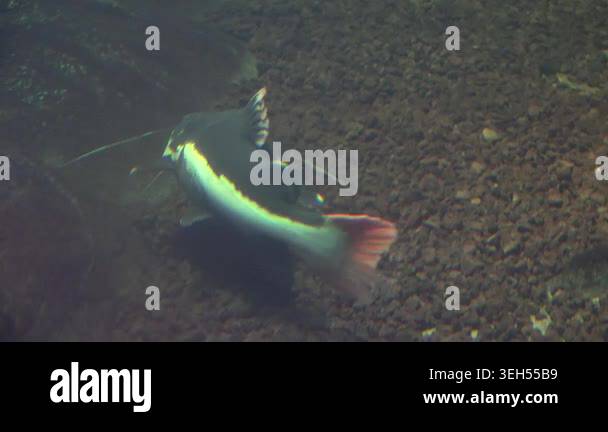 Patterned catfish swimming over sandy lake bottom in clear freshwater ...
