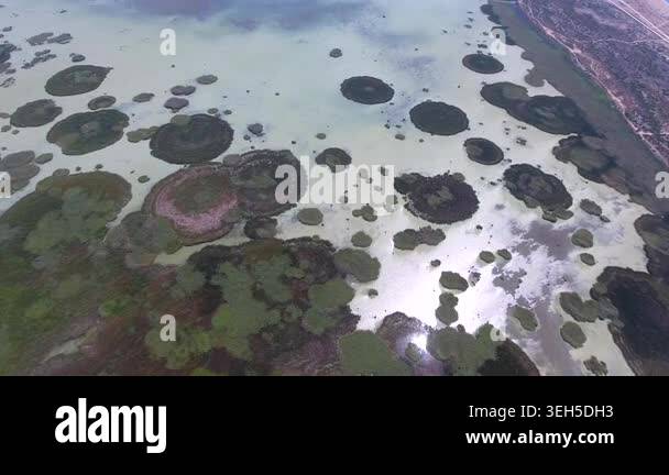 Aerial circular reed rings across shallow wetland lake in Turkey ...