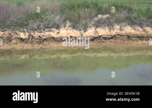 Freshwater turtle suns itself on a muddy creek bank beside still ...