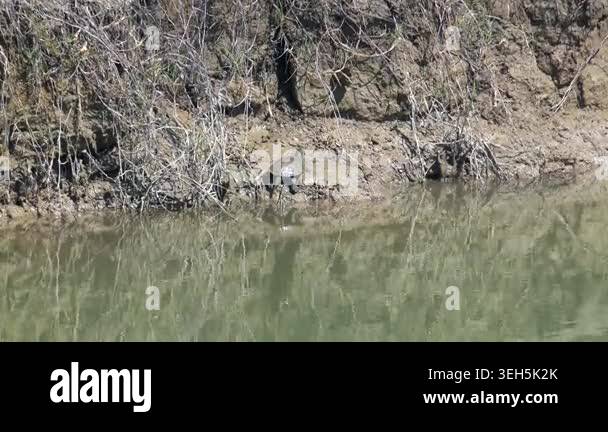 Freshwater turtle dives from muddy creek bank into shallow water in a ...