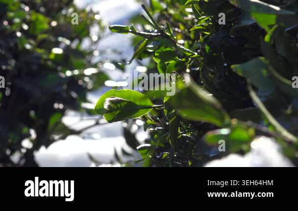 Snow drapes vibrant tea bushes across orderly field terraces, quiet ...