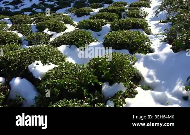 Snow drapes vibrant tea bushes across orderly field terraces, quiet ...
