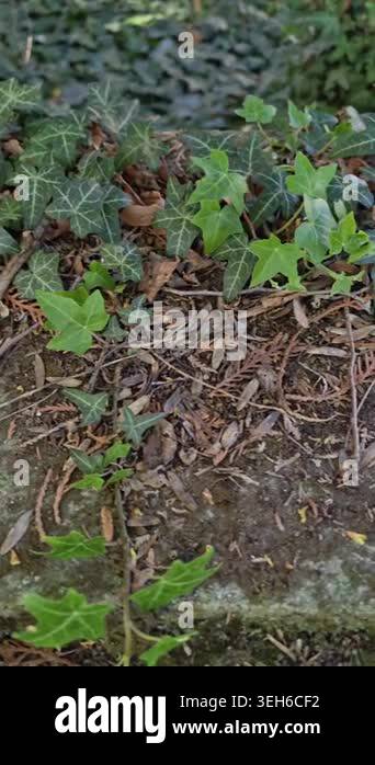 Stone Step Layered With Ivy And Leaf Litter, Moss Patches And Weathered ...