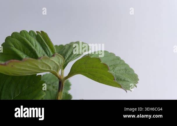 Close up of fresh green strawberry leaves gently moving in soft natural ...