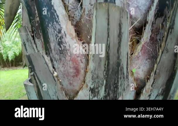 Butia Capitata palm tree in a garden. High quality 4k footage Stock ...