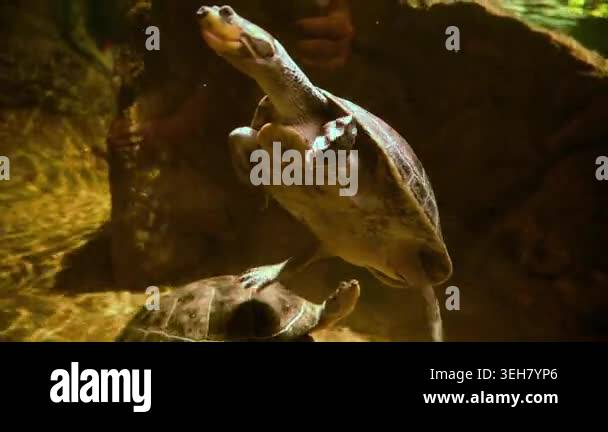 This image appears to show a Yellow-spotted Amazon river turtle ...