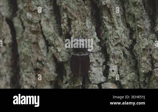 A female stag beetle in a mountain spring forest Stock Video Footage ...
