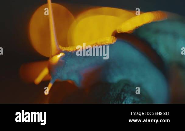 A snail crawls slowly across a surface in low light. Bright colors ...