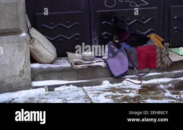 Dog lying on blanket on street near bowl by building entrance Stock ...