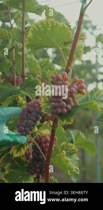 gloved hand inspecting ripe grape cluster, viticulturist carefully ...