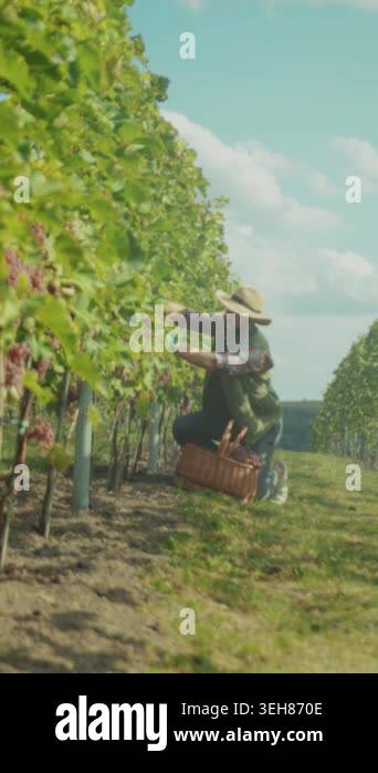 caucasian worker kneeling to pick grapes placing clusters into wicker ...