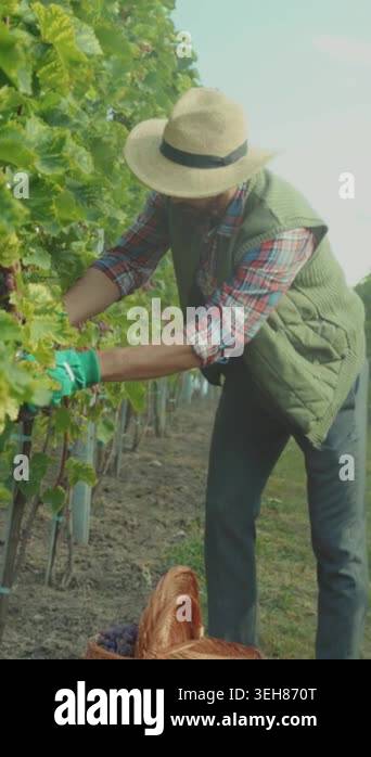 man harvesting grapes in vineyard row, vintner wearing straw hat and ...