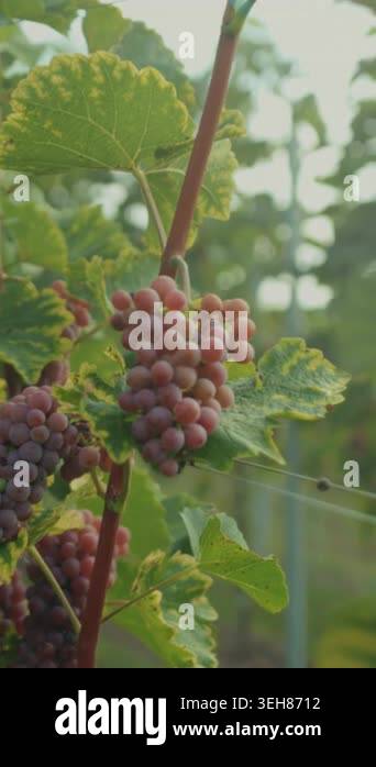 gloved hand cupping ripe grape cluster, harvester gathers fruit along ...