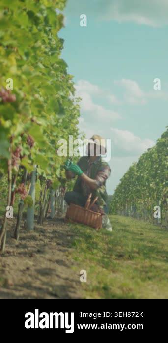 caucasian viticulturist inspecting ripe grape clusters kneeling between ...