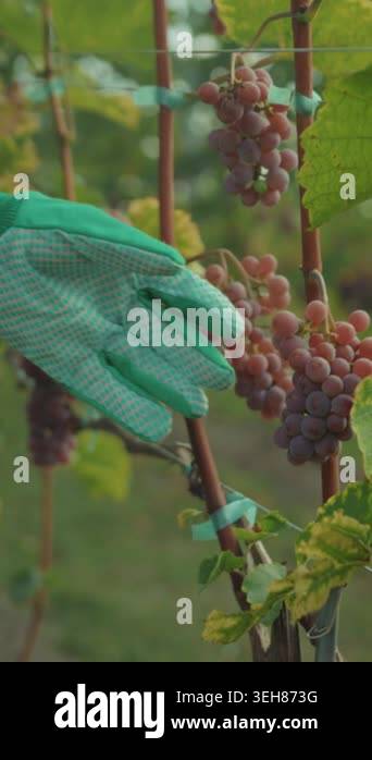 gloved hand cutting grape cluster with shears, pruner severs stem from ...
