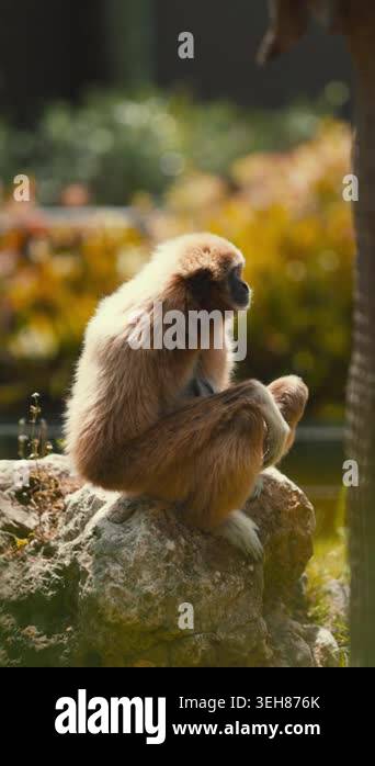 A monkey sits quietly on a rock in a park. The sunny weather highlights ...