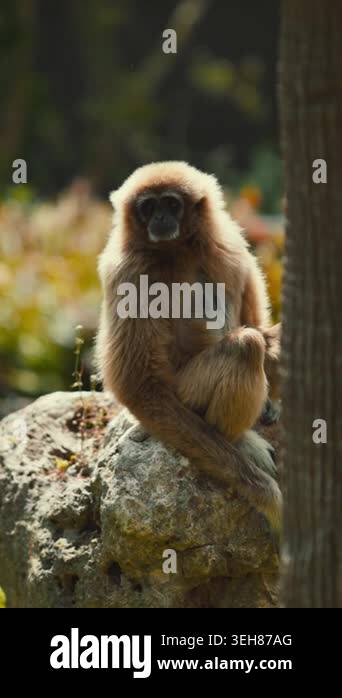 A gibbon sits on a rock in a forest. The animal looks around while ...