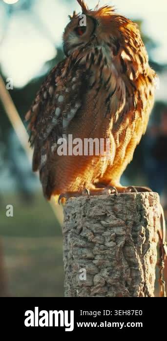 An owl perches on a wooden post under sunlight at an outdoor event ...