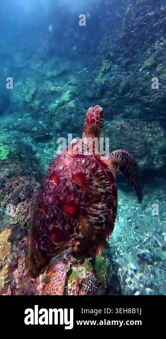 An underwater shot captures a Cretan seaturtle gliding through the ...