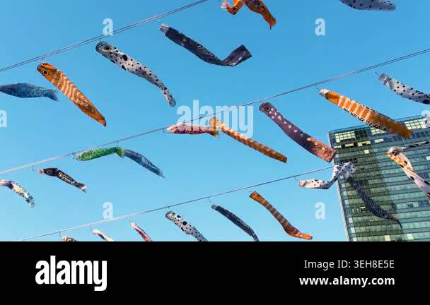 Koinobori carp and garden eel streamers swaying in the wind during ...