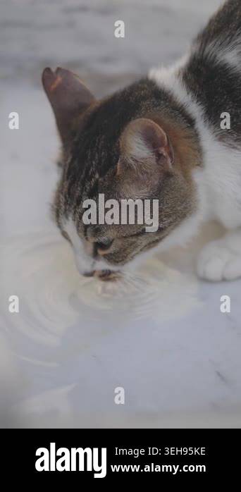A cat is drinking milk from a small bowl placed on the floor Stock ... - Reducing Cat Stress With Milk Video