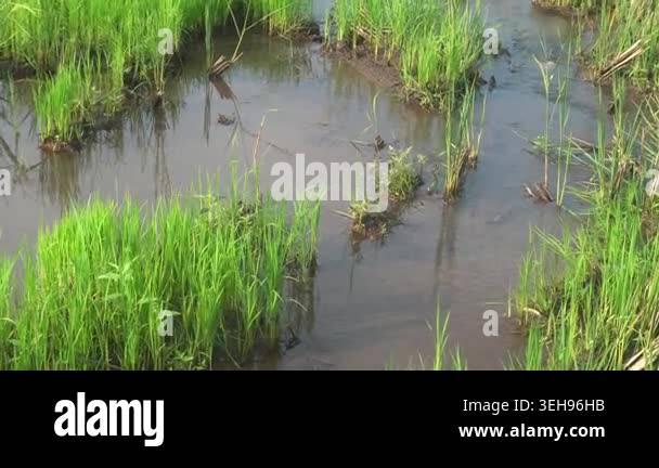 Young green rice plants grow in shallow muddy water, forming small ...
