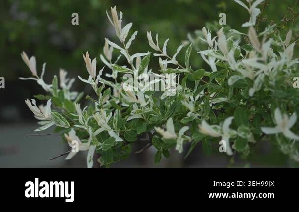 White Variegated Foliage With Delicate Flowers, Soft Macro Closeup Of ...