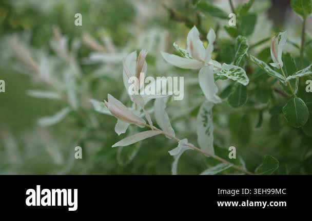 White Variegated Foliage With Delicate Flowers, Soft Macro Closeup Of ...