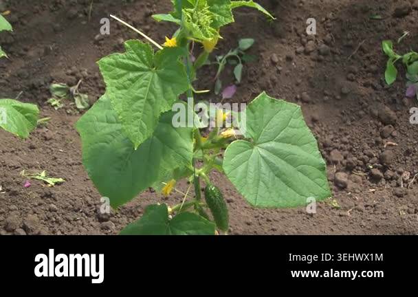 Growing cucumbers in a greenhouse on a farm Stock Video Footage - Alamy