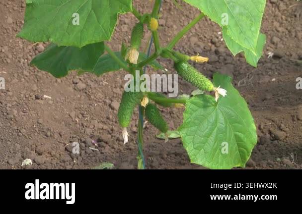 Growing cucumbers in a greenhouse on a farm Stock Video Footage - Alamy