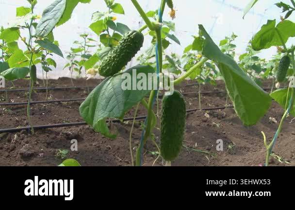 Growing cucumbers in a greenhouse on a farm Stock Video Footage - Alamy