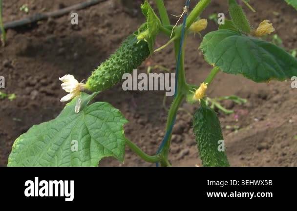 Growing cucumbers in a greenhouse on a farm Stock Video Footage - Alamy