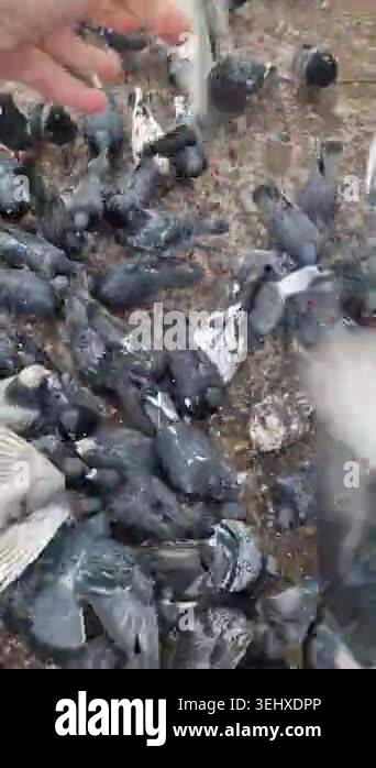 Human hand scatters seeds for a large flock of hungry city pigeons ...