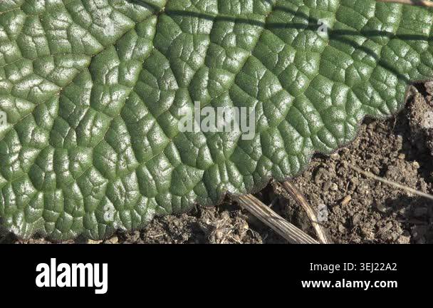 Close-up macro shot of textured green leaf surface with visible veins ...