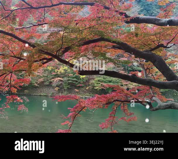 beautiful-autumn-leaves-of-fall-season-stock-video-footage-alamy