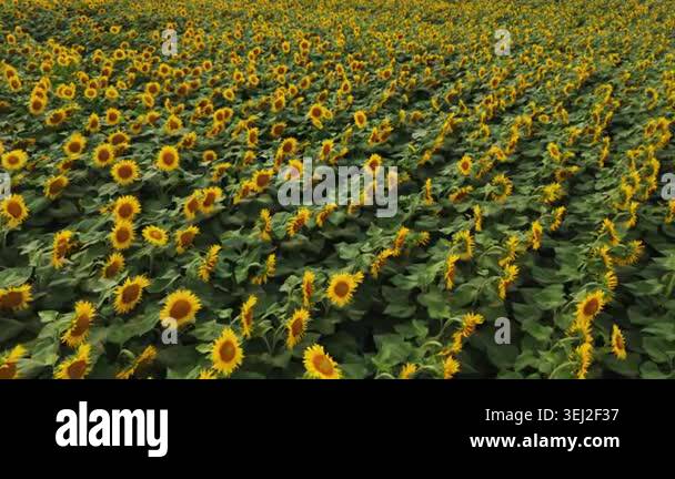 Drone flying over a large field of blooming sunflowers. Beautiful rural ...