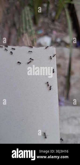 Vertical macro video of tiny black ants marching on clean white floor ...