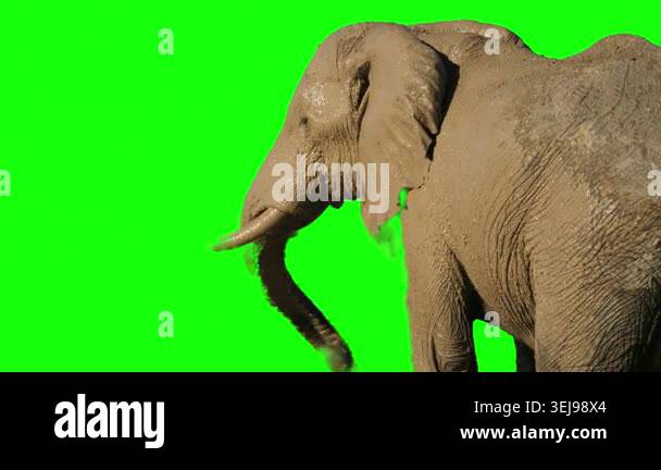 Elephant spraying mud over its body on green screen background Stock ...