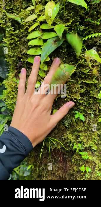 Hand touches the tree trunk covered with green moss and diverse plants ...