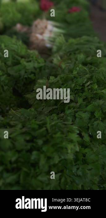 Bunches of fresh herbs and celery lined on market table, vibrant green ...