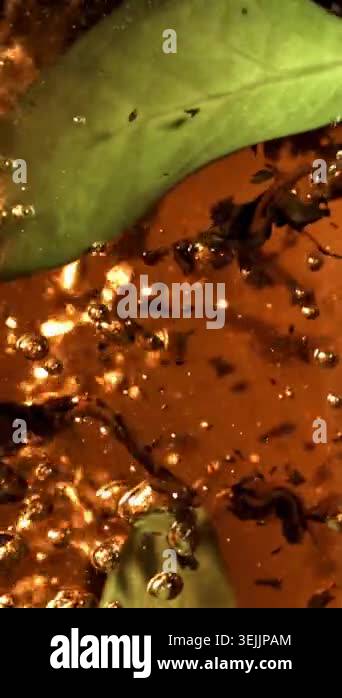 Fragrant black tea is brewed. Filmed on a high-speed camera at 1000 fps ...