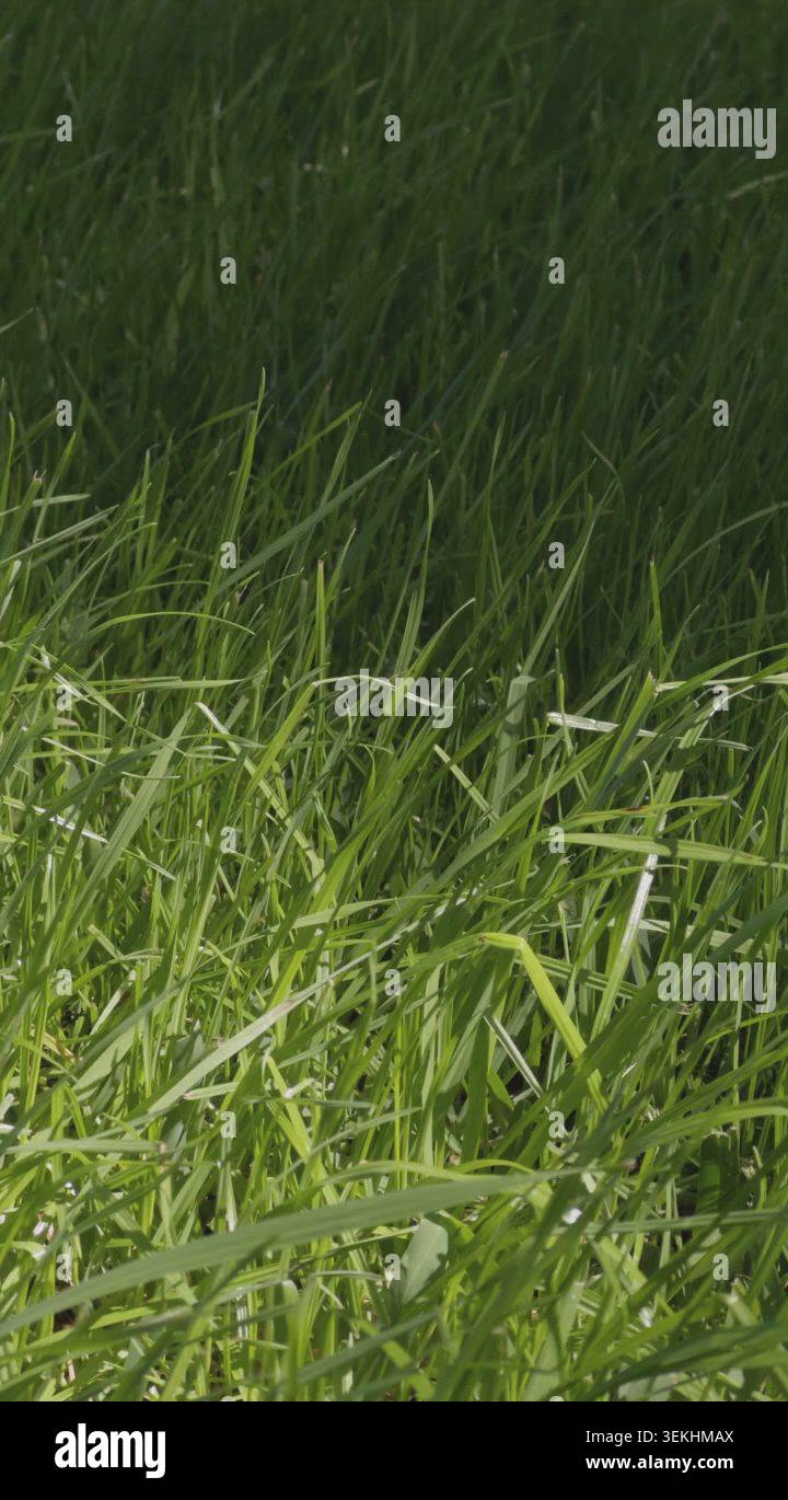 Green Grass Nature Texture Background Stock Video Footage - Alamy
