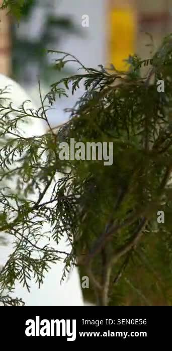 Closeup Evergreen Branches Near White Chair, Softfocus Brick Loft ...