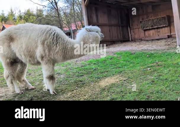 Real time horizontal video featuring a close-up white alpaca eating ...