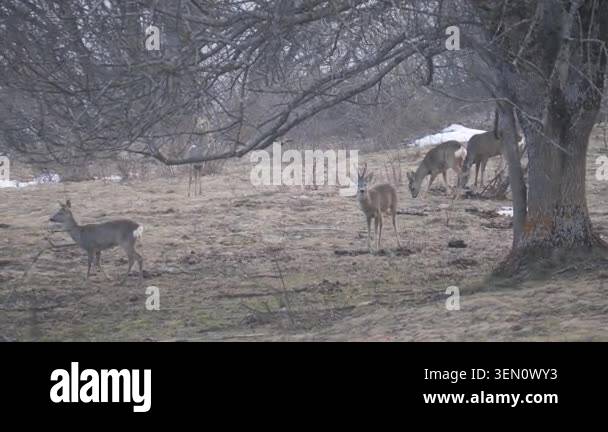 Group of Roe deer male and female standing alert and grazing the grass ...