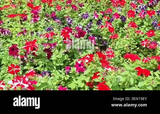 red-and-white-flowers-in-the-garden-stock-video-footage-alamy