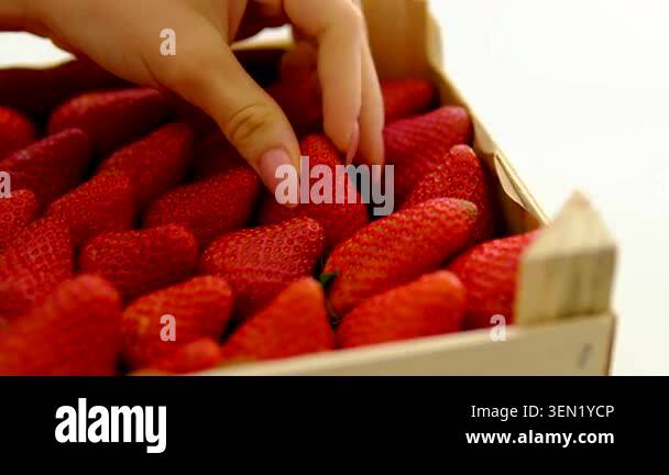 fresh strawberries in wooden boxes on fields background. strawberries ...